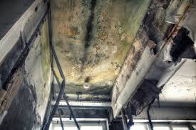 Environmental Consulting for Mold Prevention in Wellford, SC